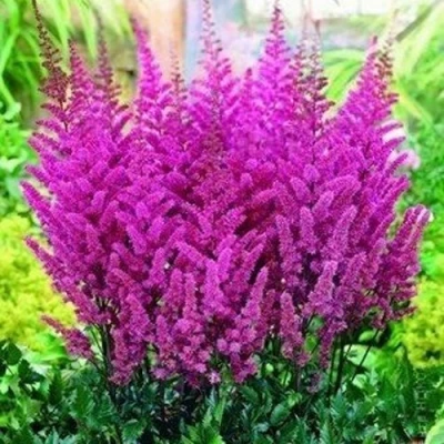 Астильба ПЕПЛ РЕЙН гибридная в Россоши