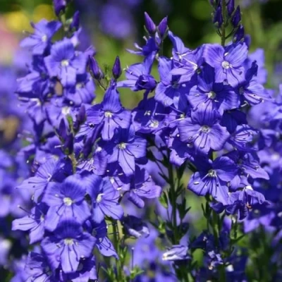 Вероника австрийская в Россоши