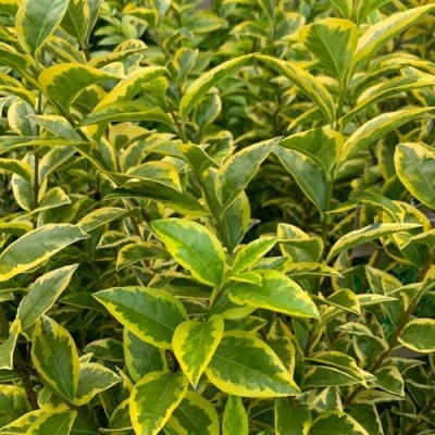 Бирючина АУРЕУМ овальнолистная в Россоши