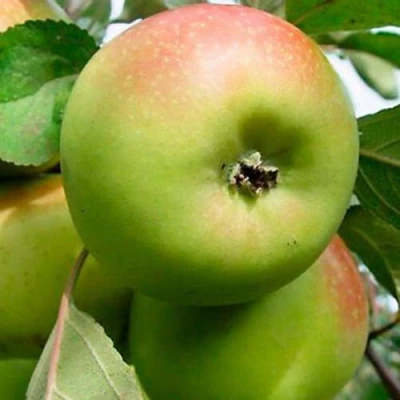 Яблоня БРАТ ЧУДНОГО стелющаяся в Россоши