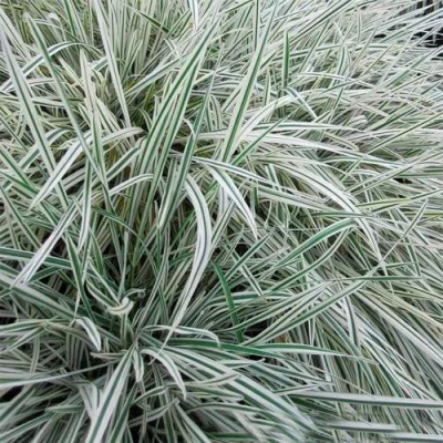 Райграс ВАРИЕГАТТА бульбоносный в Россоши