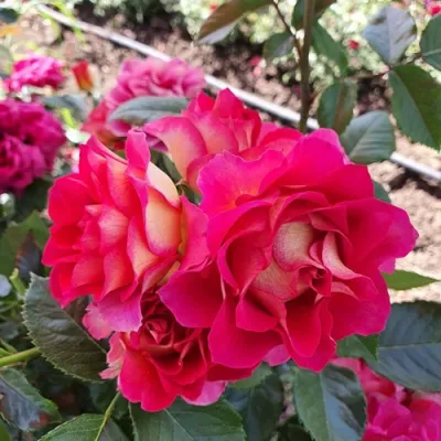 Роза БРЕРА флорибунда в Россоши