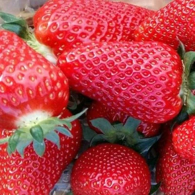 саженцы клубники Ами