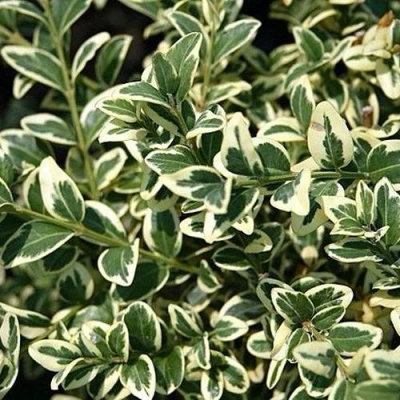 Бирючина ВАРИЕГАТУМ овальнолистная в Россоши