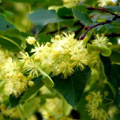 Липа сердцевидная в Россоши