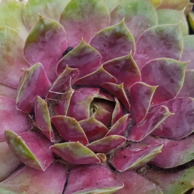 Молодило УФО в Россоши