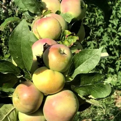 Яблоня ПРИОКСКОЕ колонновидная в Россоши