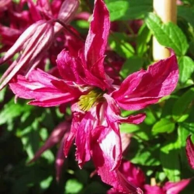 Клематис РОЗАЛИН в Россоши