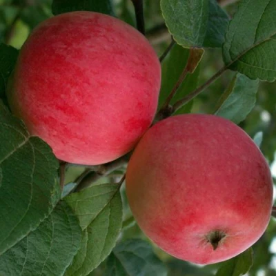 Яблоня СУЙСЛЕПСКОЕ (МАЛИНОВКА) в Россоши