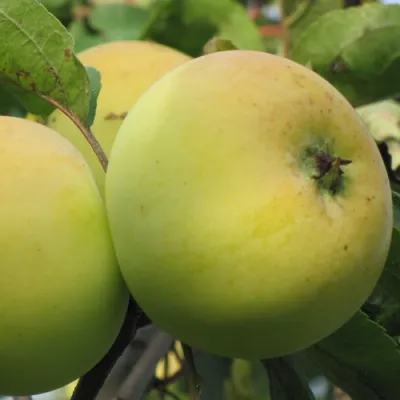 Яблоня РОССИЯНКА в Россоши