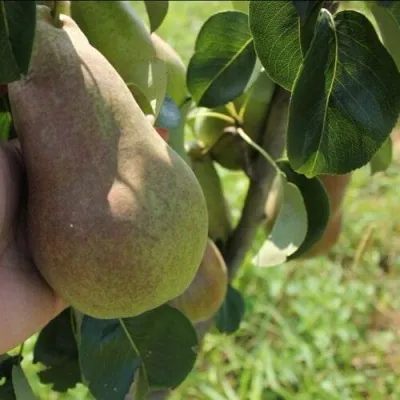 Груша БРЯНСКАЯ КРАСАВИЦА в Россоши