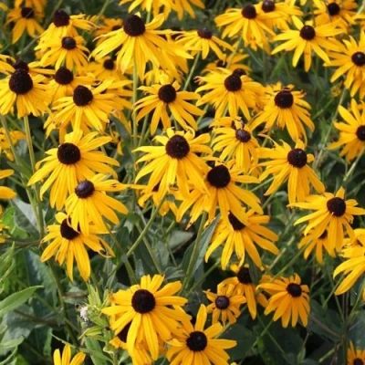 Рудбекия блестящая в Россоши