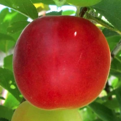 Плумкот БИРИКОККОЛО БОЛОГНЕС в Россоши