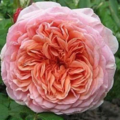 саженцы розы Абрахам Дерби