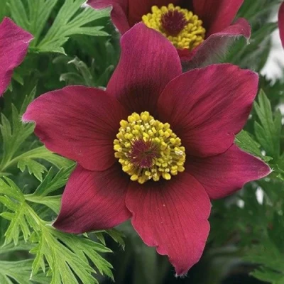 Прострел ПИНВИЛ РЕД ШЕЙДЕС в Россоши