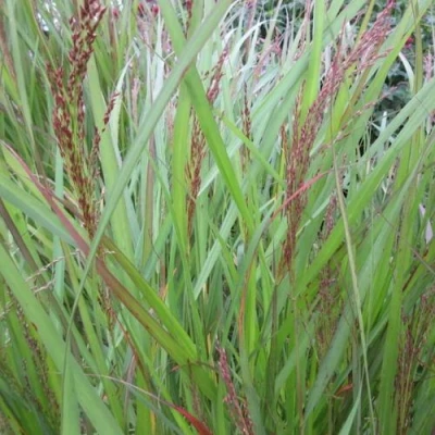 Просо ВЭРРИОР прутьевидное в Россоши