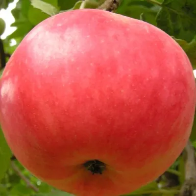 Яблоня СУЙСЛЕПСКОЕ (МАЛИНОВКА) в Россоши