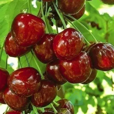 Черешня БУРЛАТ в Россоши