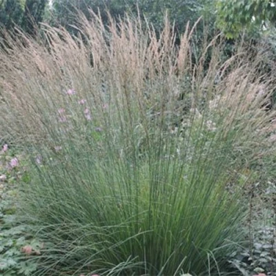 Молиния ХАЙДЕБРАУТ голубая в Россоши