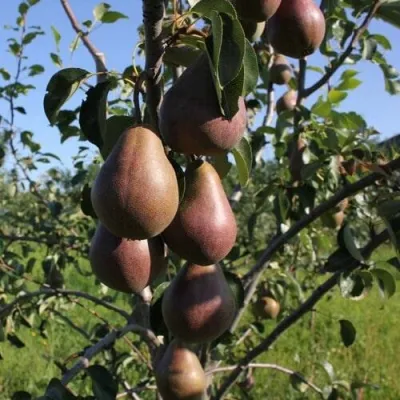 Груша БРЯНСКАЯ КРАСАВИЦА в Россоши