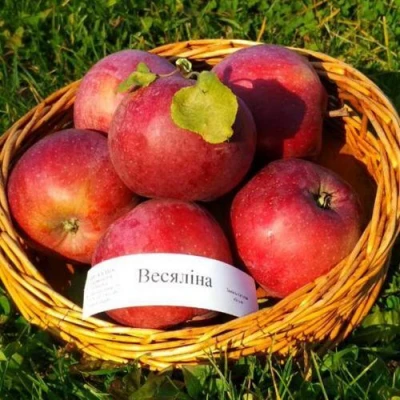 Яблоня ВЕСЯЛИНА в Россоши