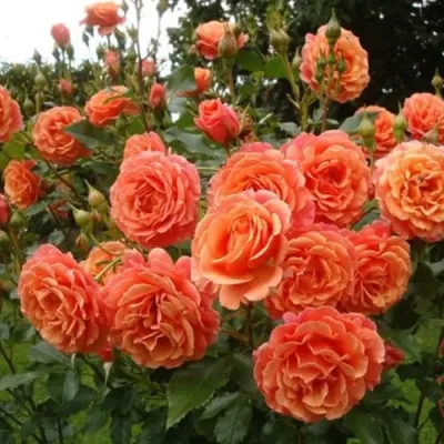 Роза БЕЛЬВЕДЕР шраб в Россоши