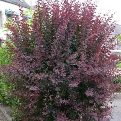 Барбарис АТРОПУРПУРЕА тунберга в Россоши