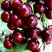 Черешня ОЛЕНЬКА в Россоши