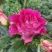 Роза БРЕРА флорибунда в Россоши