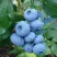 Голубика ТОРО в Россоши