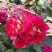 Роза БРЕРА флорибунда в Россоши