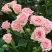 Роза КЛАССИК ЛИДИЯ спрей в Россоши