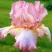 Ирис БЛАШИНГ ПИНК бородатый в Россоши