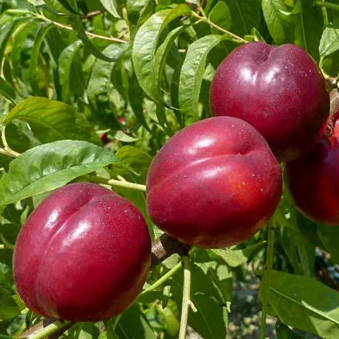 саженцы нектарина саженцы нектарина