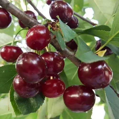 Дюк СЛАВЯНКА  Дюк СЛАВЯНКА в Россоши