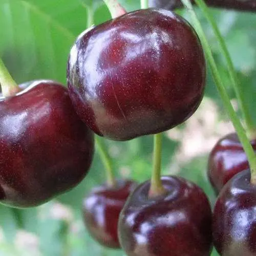 Дюк ФАКЕЛ  Дюк ФАКЕЛ в Россоши