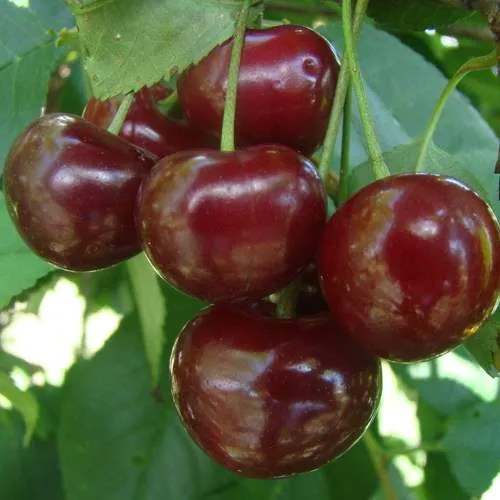 Дюк КОРМИЛИЦА  Дюк КОРМИЛИЦА в Россоши