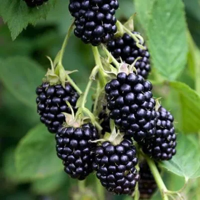 Ремонтантная  Ремонтантная в Россоши