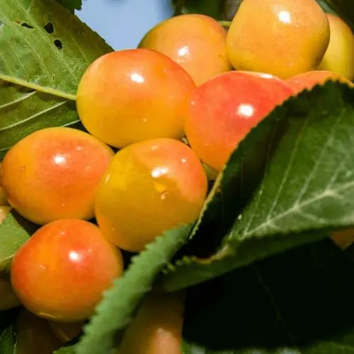 Дюк (черевишня) БЕЛОЧКА  Дюк (черевишня) БЕЛОЧКА в Россоши