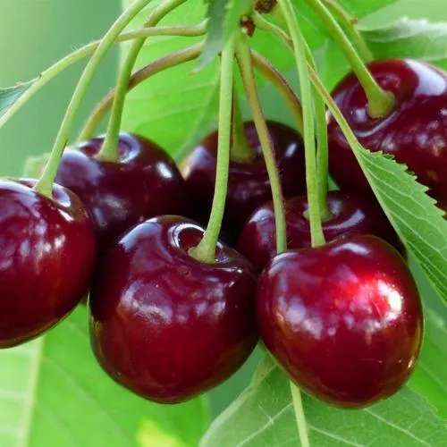 Дюк ЖИВИЦА (ЧЕРЕВИШНЯ)  Дюк ЖИВИЦА (ЧЕРЕВИШНЯ) в Россоши