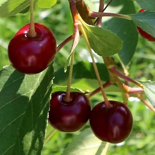 Дюк НАДЕЖДА  Дюк НАДЕЖДА в Россоши