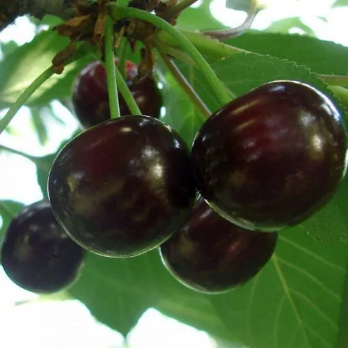 Дюк КСЕНИЯ (ЧЕРЕВИШНЯ)  Дюк КСЕНИЯ (ЧЕРЕВИШНЯ) в Россоши