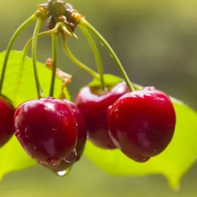 Черешня СИНЯВСКАЯ в Россоши