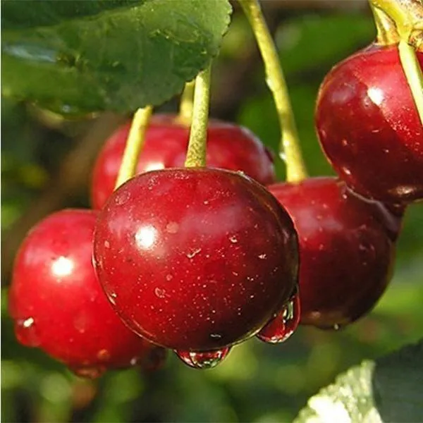 Дюк ПРЕВОСХОДНАЯ ВЕНЬЯМИНОВА  Дюк ПРЕВОСХОДНАЯ ВЕНЬЯМИНОВА в Россоши