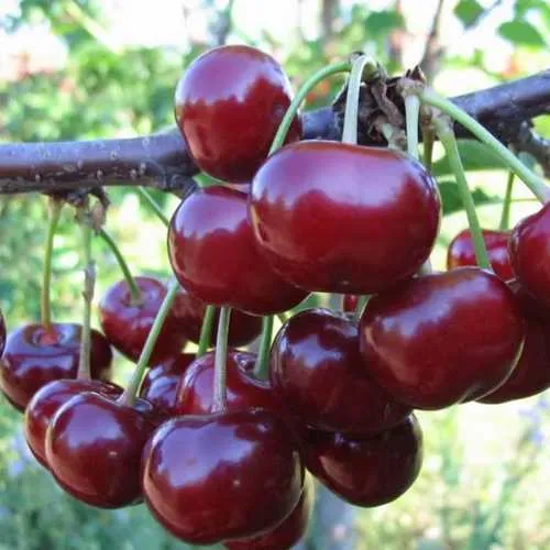 Дюк ИВАНОВНА  Дюк ИВАНОВНА в Россоши