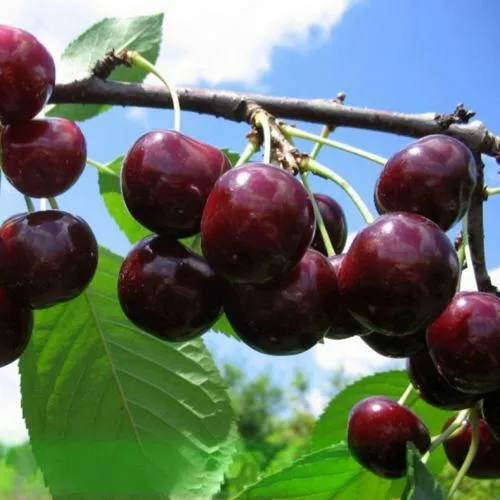 Дюк ЧУДО-ВИШНЯ  Дюк ЧУДО-ВИШНЯ в Россоши