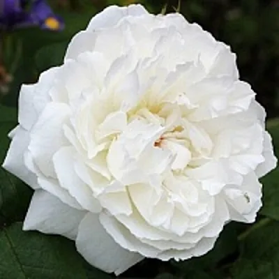 Саженцы роз ВИНЧЕСТЕР КАФЕДРАЛ английская  Саженцы роз ВИНЧЕСТЕР КАФЕДРАЛ английская в Россоши