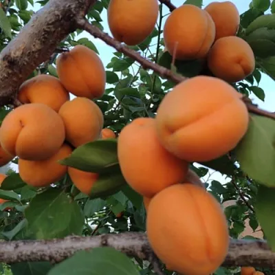 Абрикос ГОЛД РИЧ в Россоши