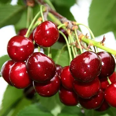 Черешня МИНЧАНКА  Черешня МИНЧАНКА в Россоши