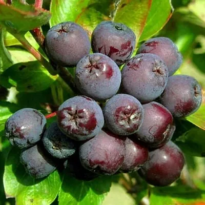 Рябина ЛИКЁРНАЯ сладкоплодная  Рябина ЛИКЁРНАЯ сладкоплодная в Россоши